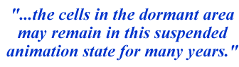 ...the cells in the dormant area may remain in this suspended animation state for many years.